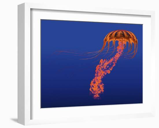 Orange Jellyfish Illustration-Stocktrek Images-Framed Art Print