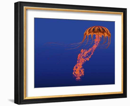 Orange Jellyfish Illustration-Stocktrek Images-Framed Art Print