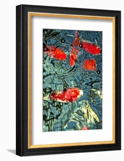 Orange Koi Fish-dtorroija-Framed Photographic Print