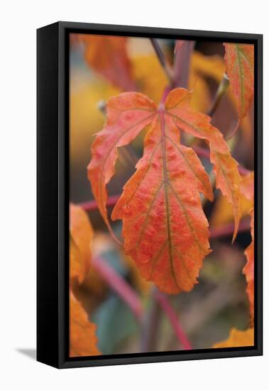 Orange Leaves I-Erin Berzel-Framed Premier Image Canvas