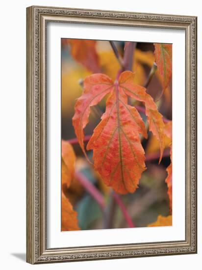 Orange Leaves I-Erin Berzel-Framed Photographic Print