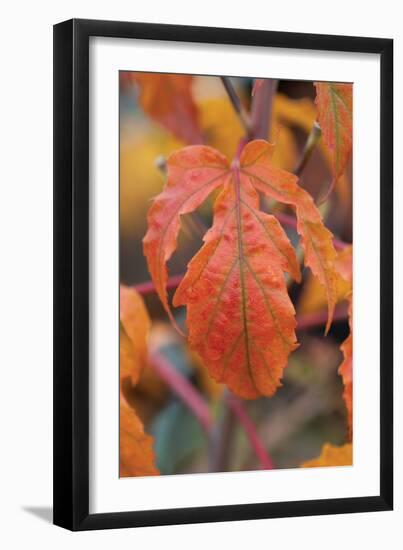 Orange Leaves I-Erin Berzel-Framed Photographic Print