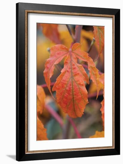 Orange Leaves I-Erin Berzel-Framed Photographic Print