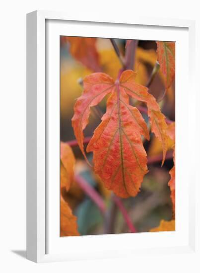 Orange Leaves I-Erin Berzel-Framed Photographic Print