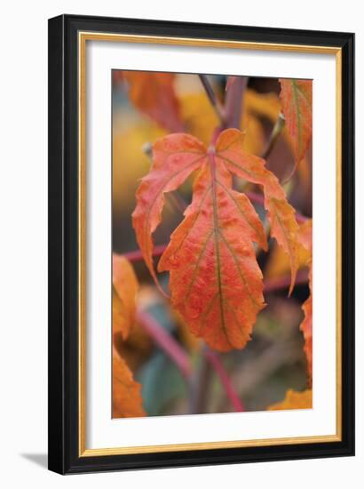 Orange Leaves I-Erin Berzel-Framed Photographic Print