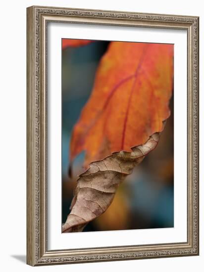 Orange Leaves II-Erin Berzel-Framed Photographic Print