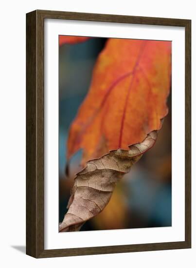 Orange Leaves II-Erin Berzel-Framed Photographic Print