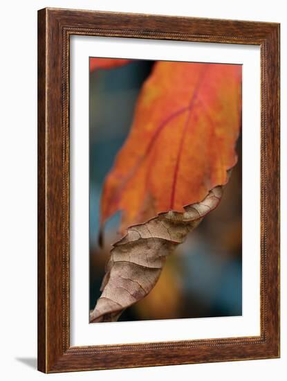 Orange Leaves II-Erin Berzel-Framed Photographic Print