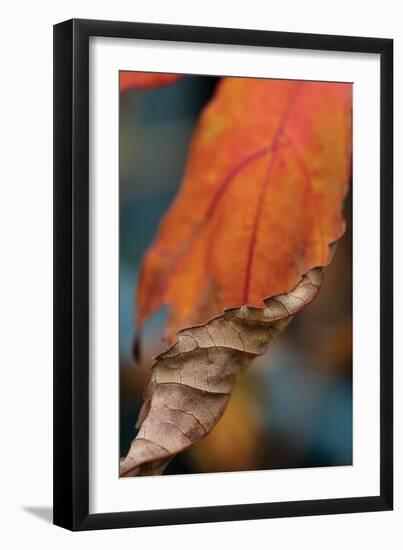 Orange Leaves II-Erin Berzel-Framed Photographic Print