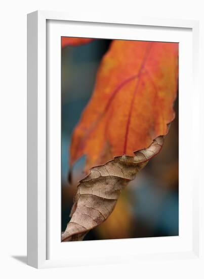 Orange Leaves II-Erin Berzel-Framed Photographic Print