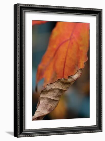 Orange Leaves II-Erin Berzel-Framed Photographic Print