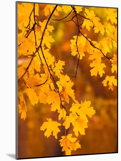 Orange Leaves-Art Wolfe-Mounted Photographic Print