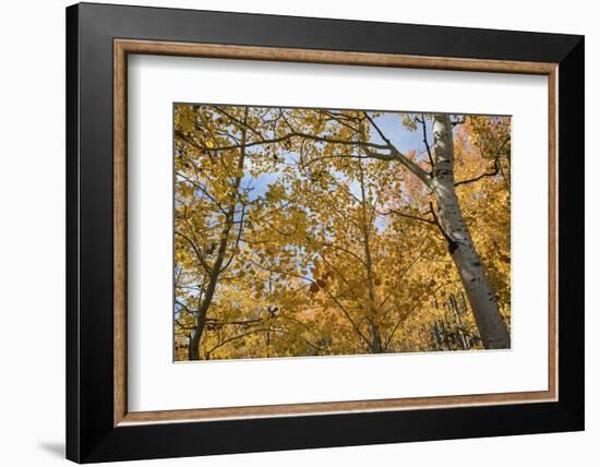 Orange Leaves-Nancy Crowell-Framed Photographic Print