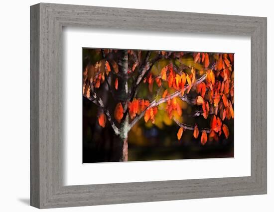 Orange Leaves-Ursula Abresch-Framed Photographic Print