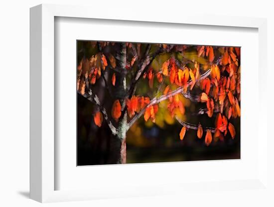 Orange Leaves-Ursula Abresch-Framed Photographic Print