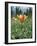 Orange Lilies-Paul Davies-Framed Photographic Print