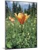 Orange Lilies-Paul Davies-Mounted Photographic Print