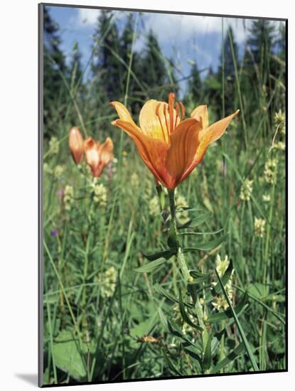 Orange Lilies-Paul Davies-Mounted Photographic Print