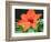 Orange Lilly II-Herb Dickinson-Framed Photographic Print