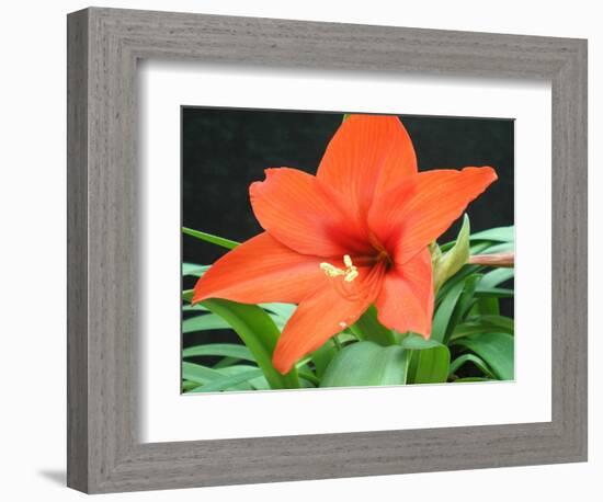 Orange Lilly II-Herb Dickinson-Framed Photographic Print