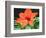 Orange Lilly II-Herb Dickinson-Framed Photographic Print