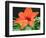 Orange Lilly II-Herb Dickinson-Framed Photographic Print