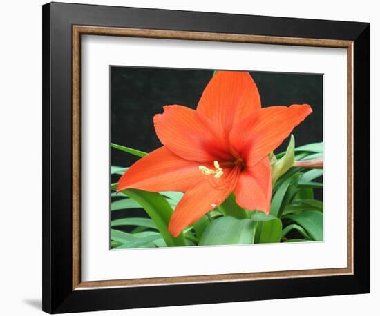 Orange Lilly II-Herb Dickinson-Framed Photographic Print