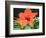 Orange Lilly II-Herb Dickinson-Framed Photographic Print