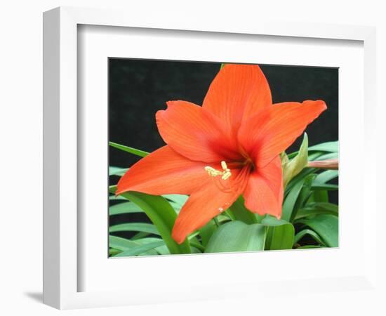 Orange Lilly II-Herb Dickinson-Framed Photographic Print