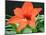 Orange Lilly II-Herb Dickinson-Mounted Photographic Print