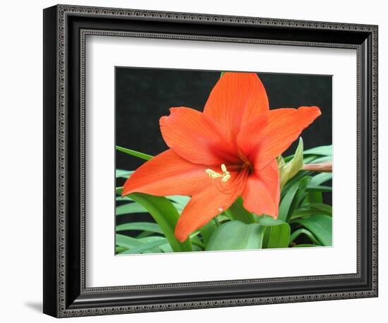 Orange Lilly II-Herb Dickinson-Framed Photographic Print