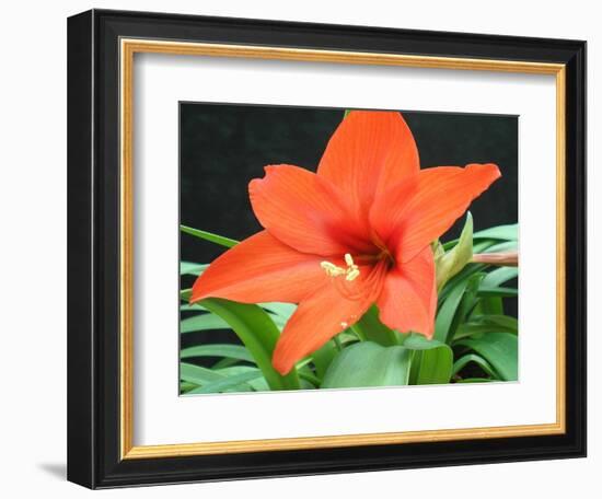 Orange Lilly II-Herb Dickinson-Framed Photographic Print