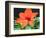 Orange Lilly II-Herb Dickinson-Framed Photographic Print