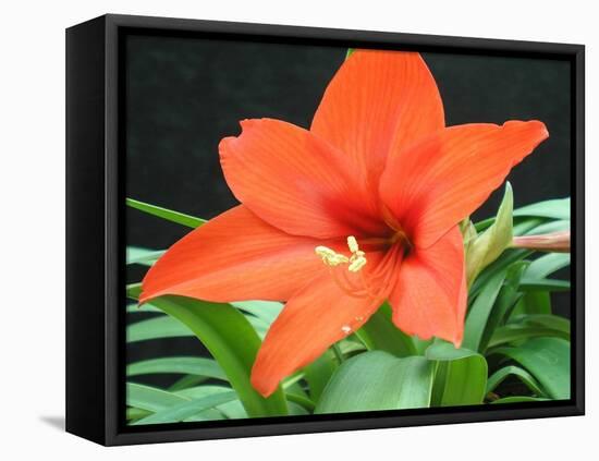 Orange Lilly II-Herb Dickinson-Framed Premier Image Canvas