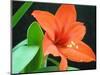 Orange Lilly-Herb Dickinson-Mounted Photographic Print