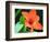 Orange Lilly-Herb Dickinson-Framed Photographic Print