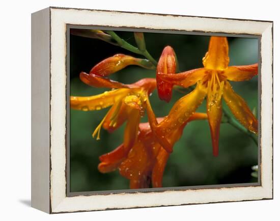 Orange Lily Flowers, Vulcano Baru, Parque National de Amistad, Chiriqui Province, Panama-Christian Ziegler-Framed Premier Image Canvas