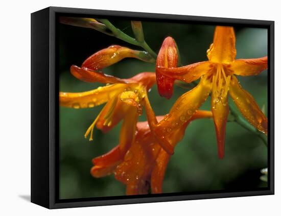 Orange Lily Flowers, Vulcano Baru, Parque National de Amistad, Chiriqui Province, Panama-Christian Ziegler-Framed Premier Image Canvas