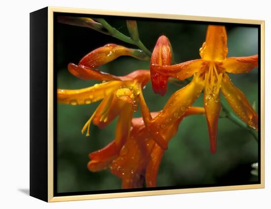 Orange Lily Flowers, Vulcano Baru, Parque National de Amistad, Chiriqui Province, Panama-Christian Ziegler-Framed Premier Image Canvas