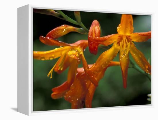 Orange Lily Flowers, Vulcano Baru, Parque National de Amistad, Chiriqui Province, Panama-Christian Ziegler-Framed Premier Image Canvas