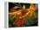 Orange Lily Flowers, Vulcano Baru, Parque National de Amistad, Chiriqui Province, Panama-Christian Ziegler-Framed Premier Image Canvas