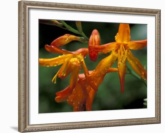 Orange Lily Flowers, Vulcano Baru, Parque National de Amistad, Chiriqui Province, Panama-Christian Ziegler-Framed Photographic Print