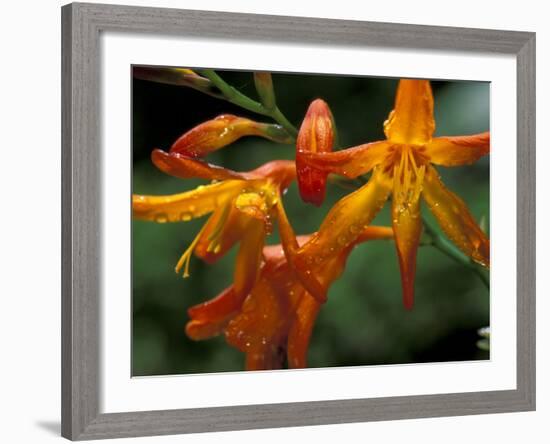 Orange Lily Flowers, Vulcano Baru, Parque National de Amistad, Chiriqui Province, Panama-Christian Ziegler-Framed Photographic Print