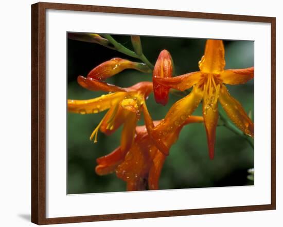 Orange Lily Flowers, Vulcano Baru, Parque National de Amistad, Chiriqui Province, Panama-Christian Ziegler-Framed Photographic Print
