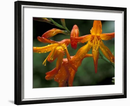 Orange Lily Flowers, Vulcano Baru, Parque National de Amistad, Chiriqui Province, Panama-Christian Ziegler-Framed Photographic Print