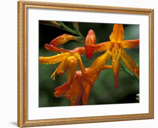 Orange Lily Flowers, Vulcano Baru, Parque National de Amistad, Chiriqui Province, Panama-Christian Ziegler-Framed Photographic Print