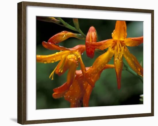 Orange Lily Flowers, Vulcano Baru, Parque National de Amistad, Chiriqui Province, Panama-Christian Ziegler-Framed Photographic Print