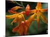 Orange Lily Flowers, Vulcano Baru, Parque National de Amistad, Chiriqui Province, Panama-Christian Ziegler-Mounted Photographic Print