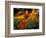 Orange Lily Flowers, Vulcano Baru, Parque National de Amistad, Chiriqui Province, Panama-Christian Ziegler-Framed Photographic Print