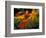 Orange Lily Flowers, Vulcano Baru, Parque National de Amistad, Chiriqui Province, Panama-Christian Ziegler-Framed Photographic Print